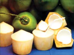 Những vị thuốc quý từ dừa