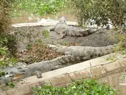 Làng cá sấu ven sông Sài Gòn