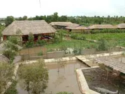 Làng cá sấu ven sông Sài Gòn ảnh 2