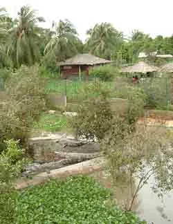 Làng cá sấu ven sông Sài Gòn ảnh 4