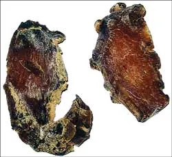 Dùng tam thất tốt hay xấu?