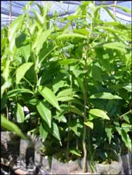 Tạo giá trị kinh tế cao