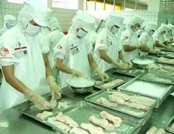 CAFATEX chi 37 tỷ đồng dây chuyền chế biến cá basa