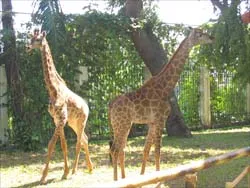 Nhập 2  hươu cao cổ đầu tiên ở Việt Nam