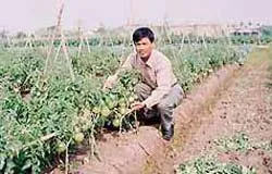 Thương hiệu cà chua đầu tiên ở Việt Nam ảnh 2