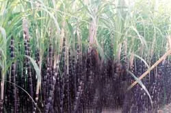 Nhập khẩu 2.500 tấn mía từ Campuchia