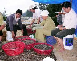 Tôm nhập khẩu Việt Nam chịu thuế từ 4,13% đến 25,76%