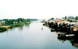 “Vua cá lóc” xứ Đồng Tháp