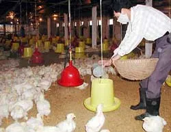 Đàn gia cầm TPHCM giảm mạnh