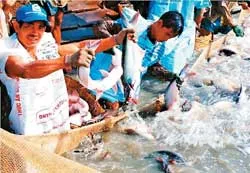 Xây dựng thương hiệu cho cá tra, basa Việt Nam