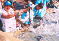 Thiếu bền vững! ảnh 2