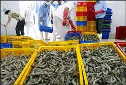 Tôm VN đủ sức cạnh tranh tại thị trường Mỹ