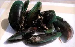 Những lợi ích khi nuôi vẹm xanh