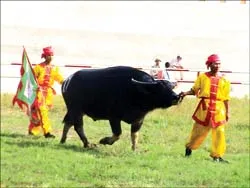 Xem chọi trâu ở... Sài Gòn ảnh 2