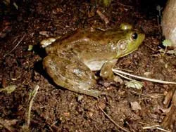 Phát hiện 16 loài ếch nhái và bò sát mới ở Việt Nam