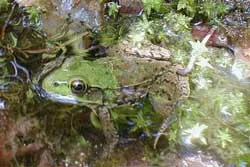 Phát hiện 16 loài ếch nhái và bò sát mới ở Việt Nam ảnh 2