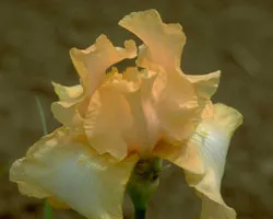 “Khi nhà văn khóc” ảnh 2