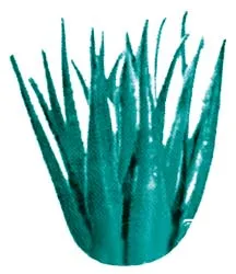 Cách dùng cây nha đam chữa bệnh