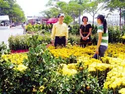 Khai mạc Hội chợ Hoa xuân tại Phú Mỹ Hưng