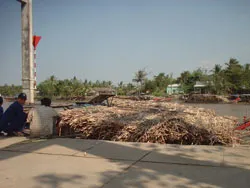 Bao giờ mới hết nạn tranh mua mía cây?