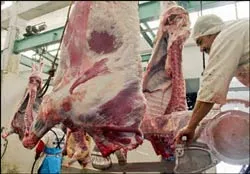 Lần đầu tiên bệnh bò điên lây sang người