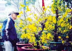 Đào, mai “sốt” giá