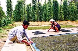 Khôi phục hồ tiêu Phú Quốc