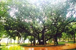 Nhớ Bác Hồ với “Tết trồng cây”