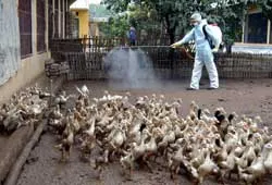 TPHCM cơ bản xử lý xong đàn vịt