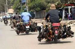 Tăng cường giám sát khống chế dịch cúm gia cầm