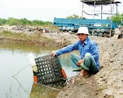 Nuôi ốc hương - niềm hy vọng mới cho ngư dân Cần Giờ