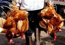 7 tỉnh không phát thêm dịch cúm gia cầm từ 21 ngày trở lên