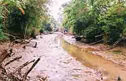 Tây nguyên kéo nước chống hạn ảnh 2