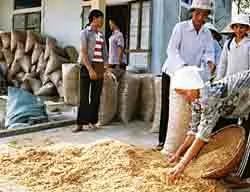 Quảng Bình, Quảng Trị: Bội thu ruốc tươi