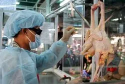 Phát hiện mới về virus gia cầm H5N1