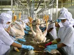 Vaccine cúm H5N1 sẽ có giá thành rất rẻ
