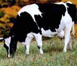 EU, Mỹ - Canada lại nổ ra cuộc chiến về… bò