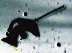 Rô-bốt “sống” cực nhỏ