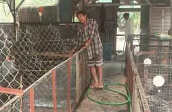 Nuôi nhím, nghề dễ làm giàu