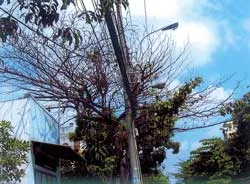 Coi chừng cây khô rớt vào đầu