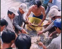 Cấm sử dụng 17 loại hóa chất, kháng sinh trong thủy sản