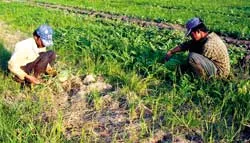 Cả vùng “khát” nước!