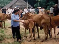 Mất bò ...vẫn không lo làm chuồng!