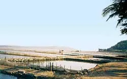 Đầm Ô Loan kêu cứu