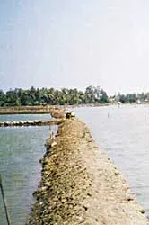 Đầm Ô Loan kêu cứu ảnh 2