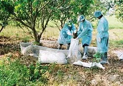 Quyết liệt dập và khống chế dịch cúm trên đàn vịt