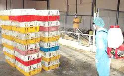 Phát hiện thêm 2 trường hợp nhiễm vi rút cúm gia cầm