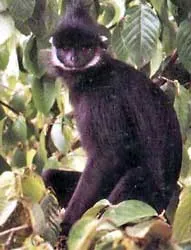 Voọc Hà Tĩnh chỉ còn lại ở Phong Nha - Kẻ Bàng