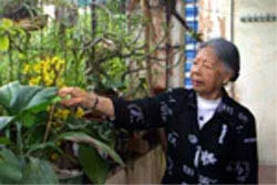 Chuồn chuồn thôi nhớ nắng