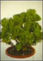 Cái lạnh ngọt ngào